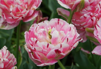 Fototapeta premium Beautiful Foxtrot Double Late tulip flowers at full bloom