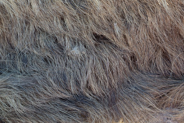 fur