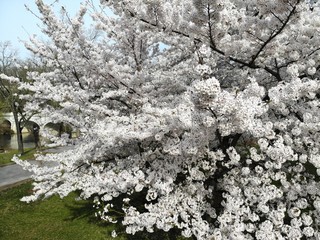 Beautiful white cherry blossom flowering tree at its peak bloom