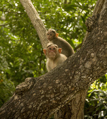 Monkey