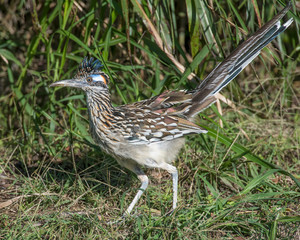 Roadrunner in the Wichita Mountains