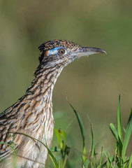 Roadrunner in the Wichita Mountains