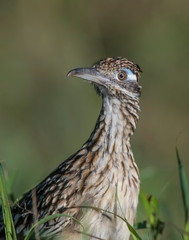 Roadrunner