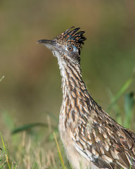 Roadrunner