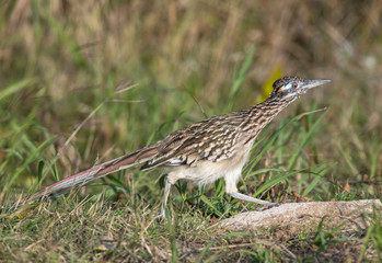 Roadrunner
