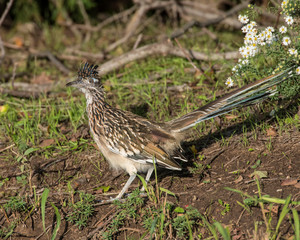 Roadrunner