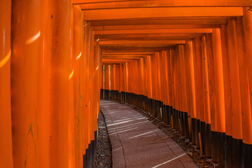Fototapeta premium fushimi inari