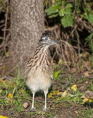 Roadrunner