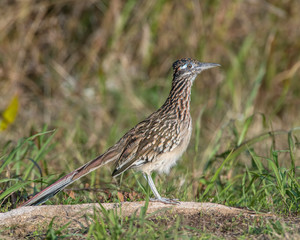 Roadrunner