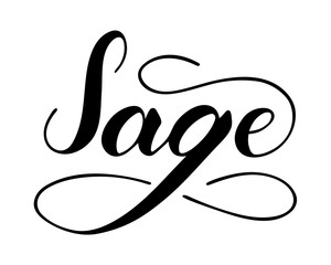 Vector hand written sage text isolated on white background. Kitchen healthy herbs and spices for cooking. Script brushpen lettering with flourishes. Handwriting for banner, poster, product label