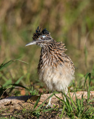 Roadrunner