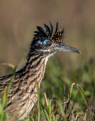 Roadrunner