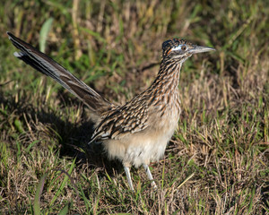 Roadrunner