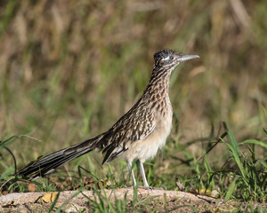 Roadrunner