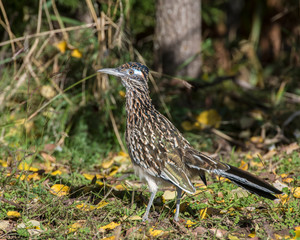 Roadrunner
