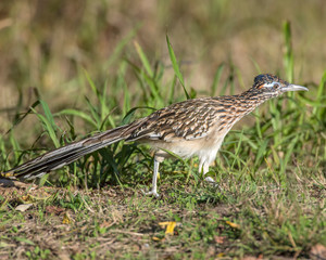 Roadrunner