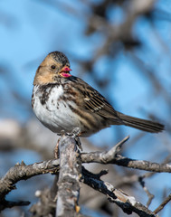 Harris Sparrow with red beak from eating berries