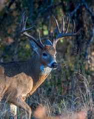 White-tailed Deer Buck