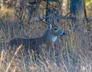 White-tailed Deer Buck