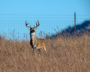 White-tailed Deer Buck