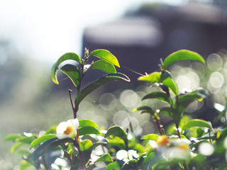 Obraz premium fresh tea fram and garden of tea leaf in nature