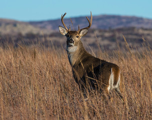 White-tailed Deer Buck