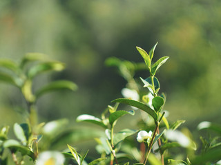 Fototapeta na wymiar fresh tea fram and garden of tea leaf in nature