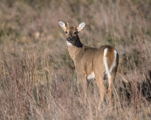 White-tailed Deer Buck