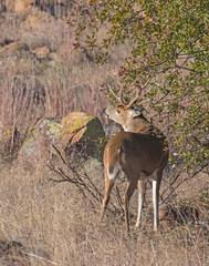 White-tailed Deer Buck