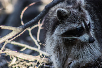 Toronto raccoon