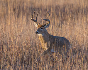 White-tailed Deer Buck