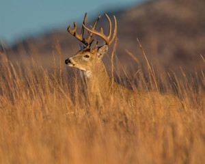 White-tailed Deer Buck