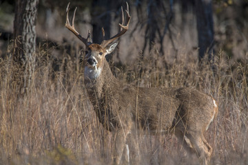 White-tailed Deer Buck