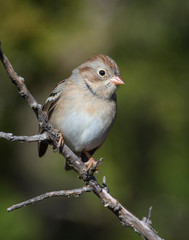 Sparrow on a perch