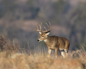 Naklejka na ściany i meble White-tailed Deer Buck