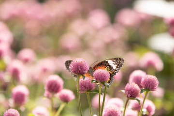 butterfly on a flower
