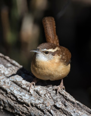 Carolina Wren on a perch
