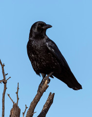 American Crow