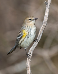 Yellow-rumped Warbler on a perch