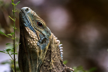 Closeup of Endangered Grand Cayman Blue Iguana Stretching Neck to Eat Leaves