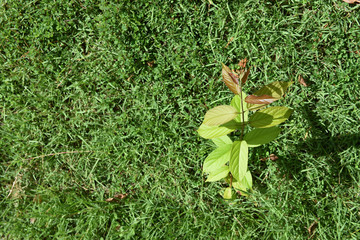small green tree on grass