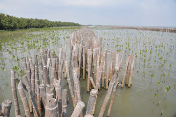 block the waves by bamboo near coast