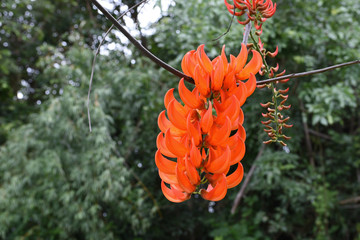 Mucuna bennettii F. Muell flower in garden