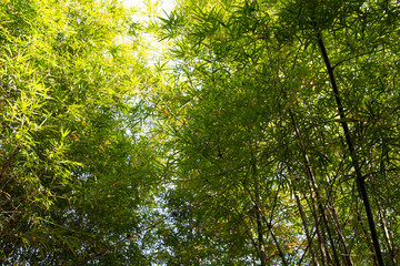 Fototapeta na wymiar green leaves of bamboo