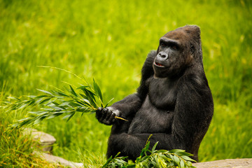 Naklejka premium Sitting Gorilla