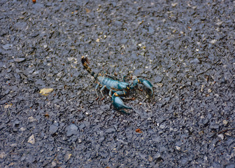 Hand-sized alive black scorpion on the roadside. Inside Khao Yai National Park (part 25)