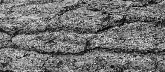 Tree Bark in Black ad White
