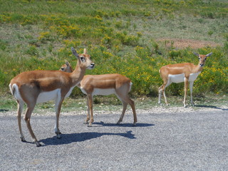 deer in the forest