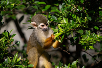 Naklejka na ściany i meble Squirrel Monkey in zoo