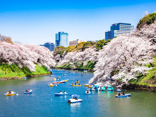 桜満開の皇居・千鳥ヶ淵